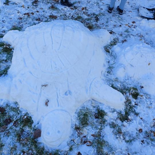 Přírodopis - socha želvy ze sněhu  2